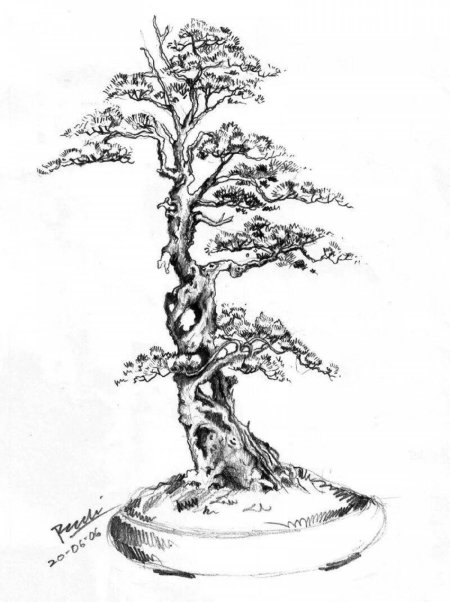 Бонсай рисунок