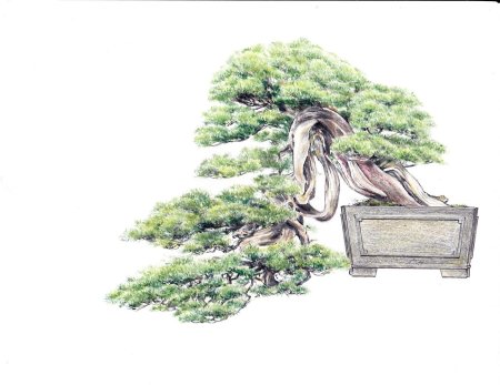 Бонсай сэкидзёдзю