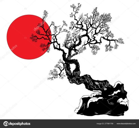 Силуэт сакуры дерева