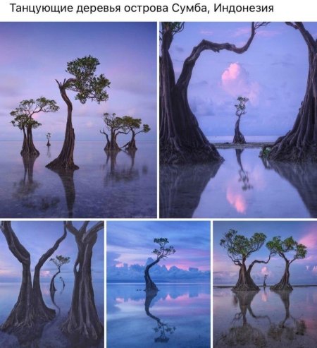Танцующие деревья острова сумба