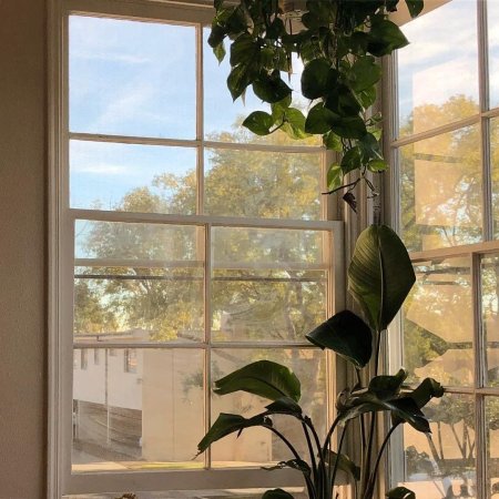 Растения на окне