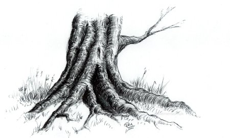 Корни у дерева