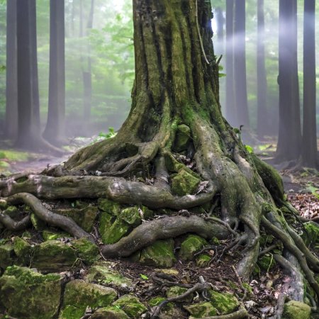 Дерево корень