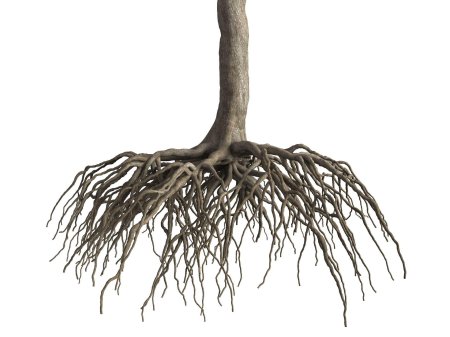 Дерево с корнем