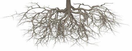 Дерево с корнем