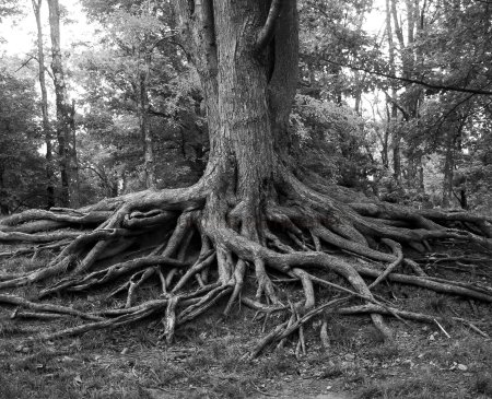 Карагач дерево корни