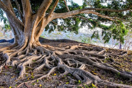 Эбеновое дерево коста рика