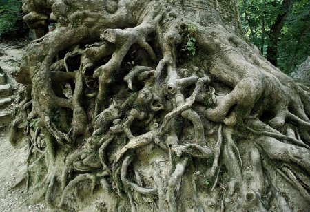 Дерево корень