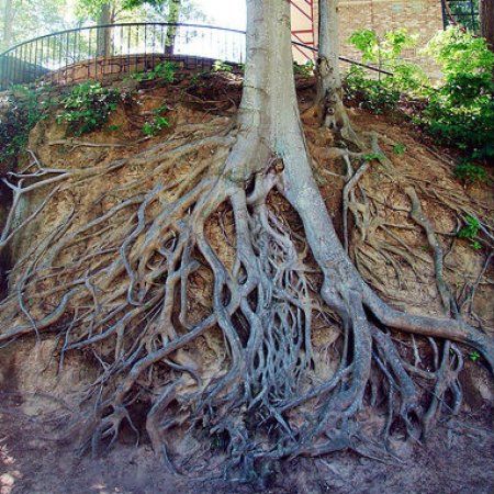 Дерево корень