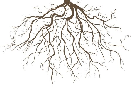 Корень рисунок