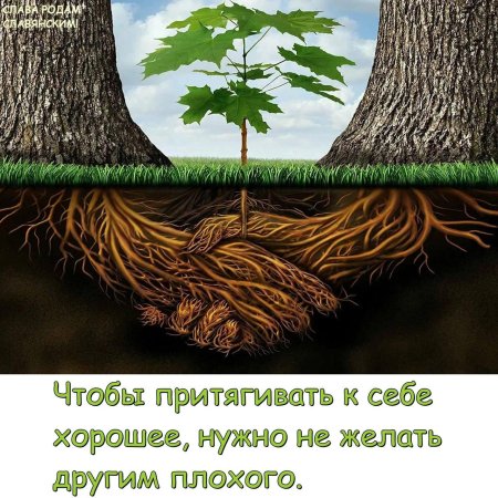 Корни у дерева