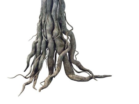 Корни деревьев