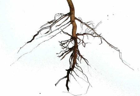 Корни у дерева
