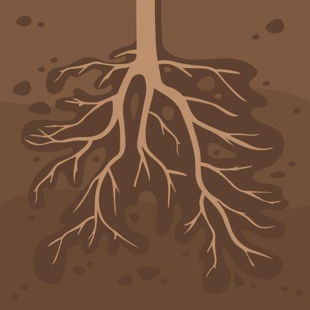 Рисунок корня растения