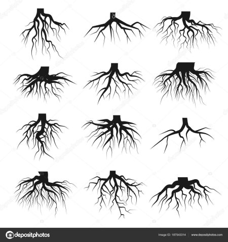 Рисунок корень