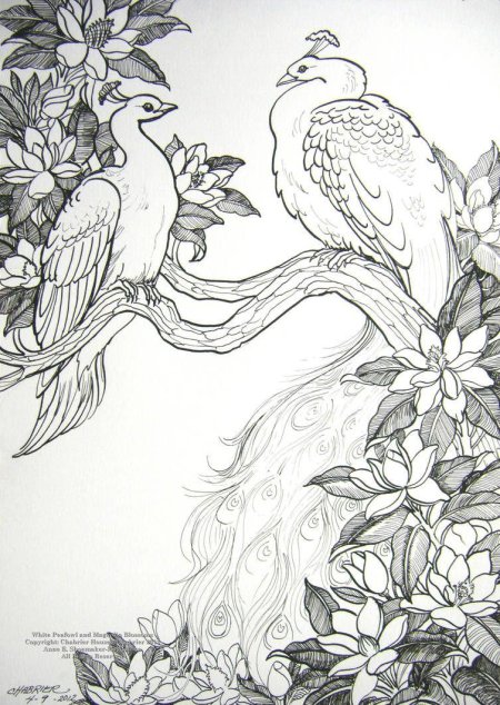 Павлин раскраска