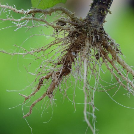 Корень растений