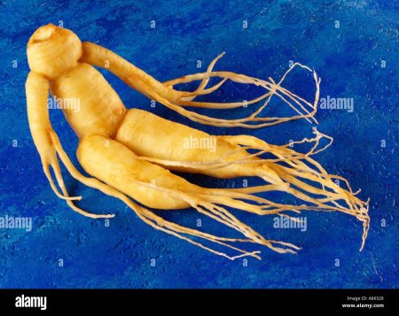 Женьшень корень женьшеня