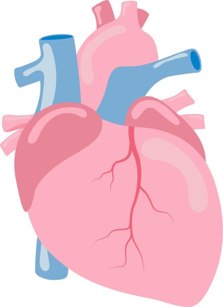 Орган сердце