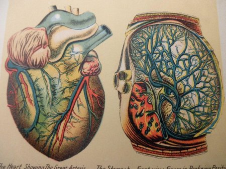 Анатомические рисунки