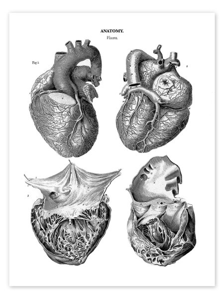 Сердца анатомия
