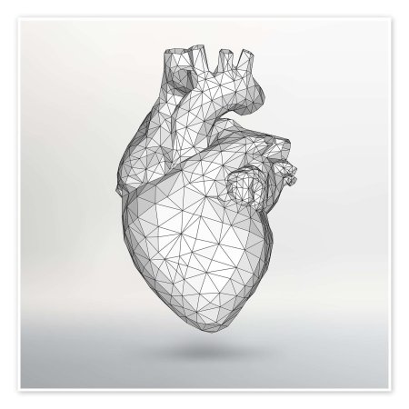 Человеческое сердце