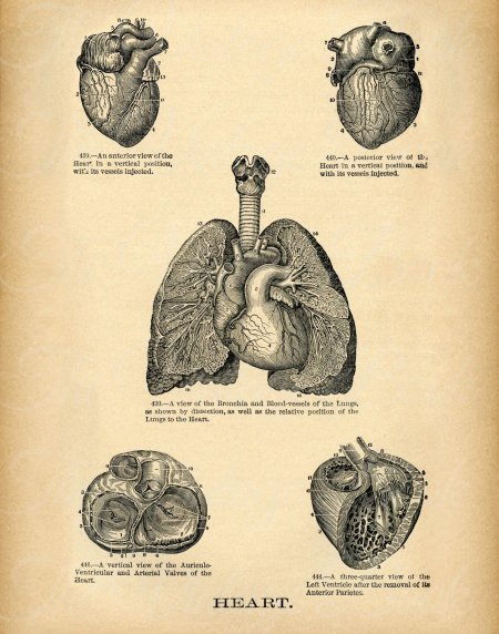 Сердце анатомический рисунок