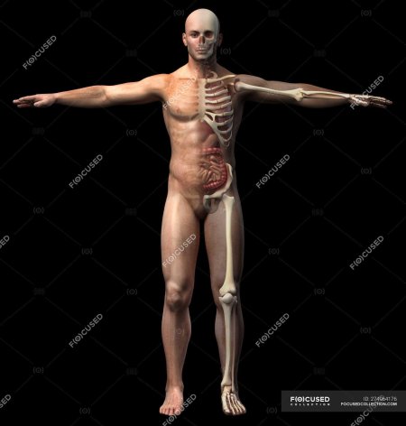Мужчина анатомия