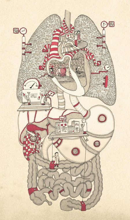 Медицинские иллюстрации анатомия