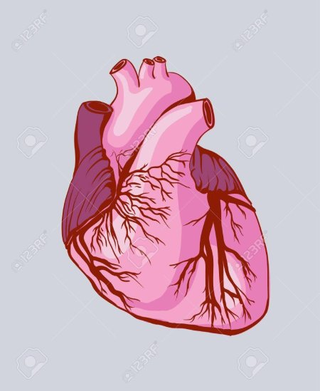 Человеческое сердце