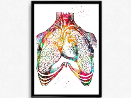 Постер анатомия сердца