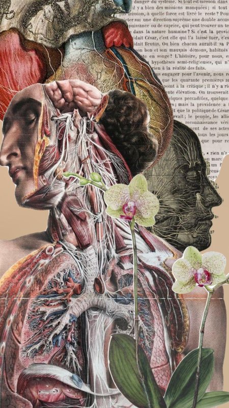 Анатомические иллюстрации