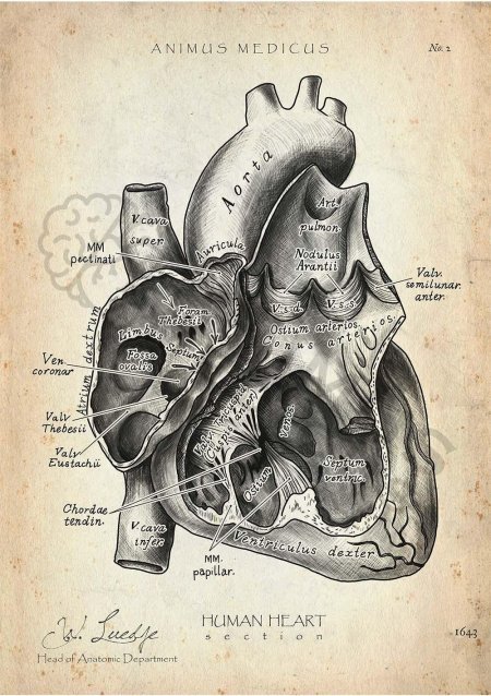 Анатомические рисунки