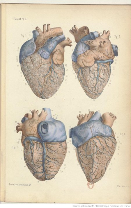 Анатомия сердца