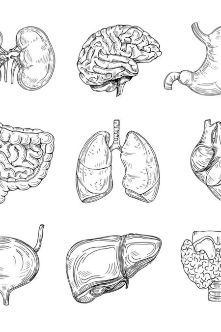Внутренние органы человека раскраска