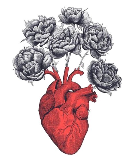 Человеческое сердце