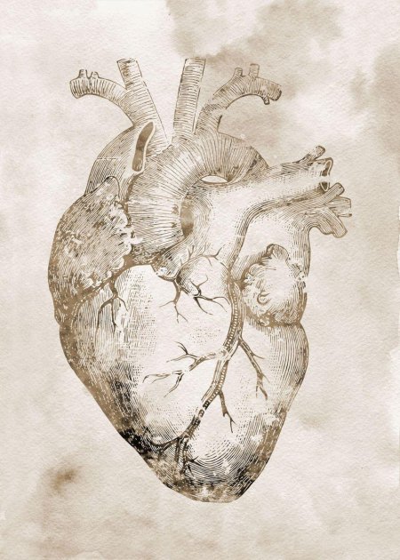 Сердце анатомический рисунок