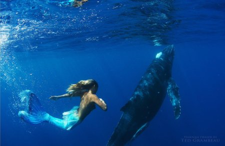 Ханна фрейзер русалка