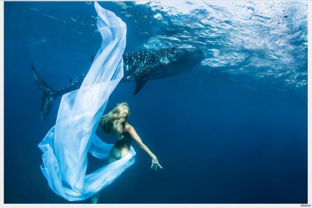 Китовая акула