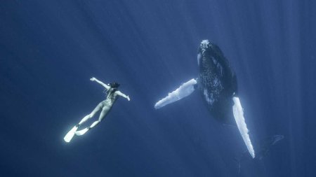 Королевство тонга горбатые киты