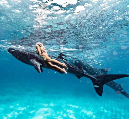 Китовые акулы на филиппинах