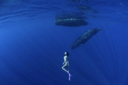 Карликовые кашалоты