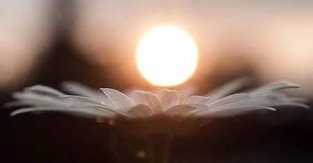 Нежный хрупкий цветок