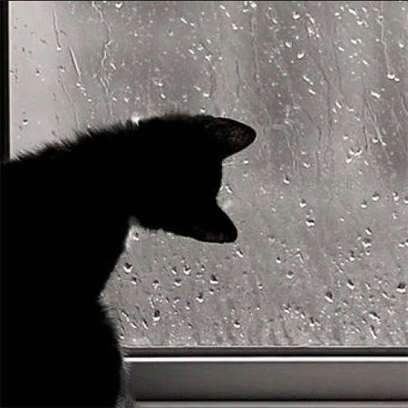 Кот и дождь за окном