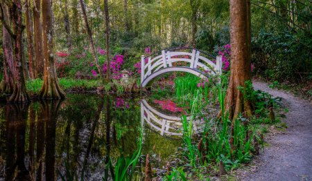 Magnolia plantation and gardens
