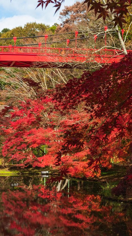 Красный клен япония момидзи