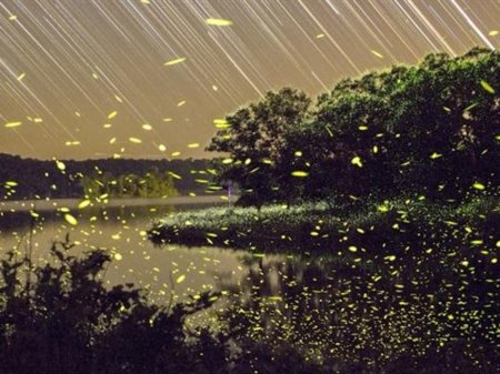 Firefly in the night