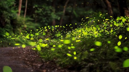 Биолюминесценция светлячков