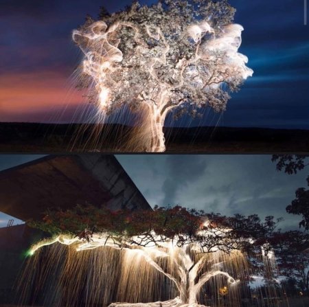 Дерево красивое