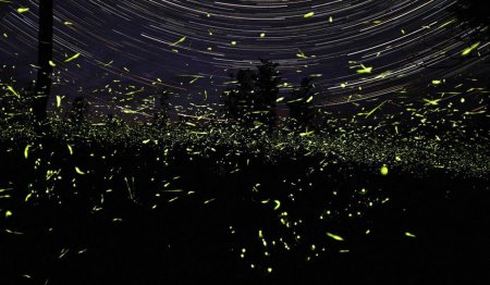 Парк светлячков в куала лумпур